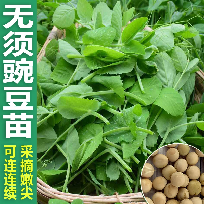无须豌豆尖种子甜豌豆苗种籽四季蔬菜孑荷兰豆菜碗豆苗种吃苗专吃