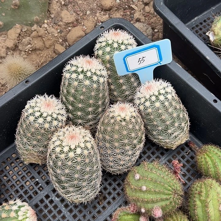 御旗虾无根侧芽9.8