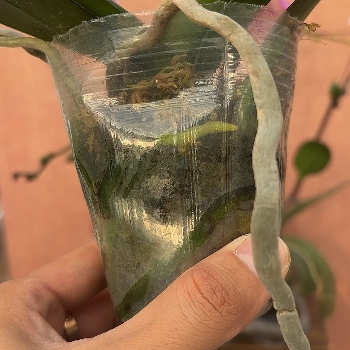 完全开放蝴蝶兰黄袍带花剑花苞