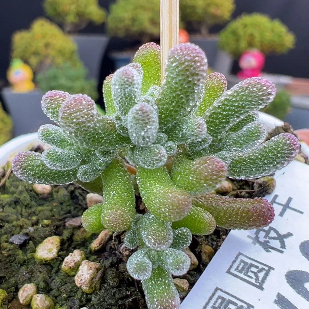 优选dy6897实生冰晶杂冠幅3cm