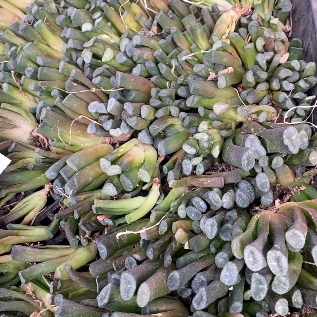 1128 一颗实生小万象 双11福利