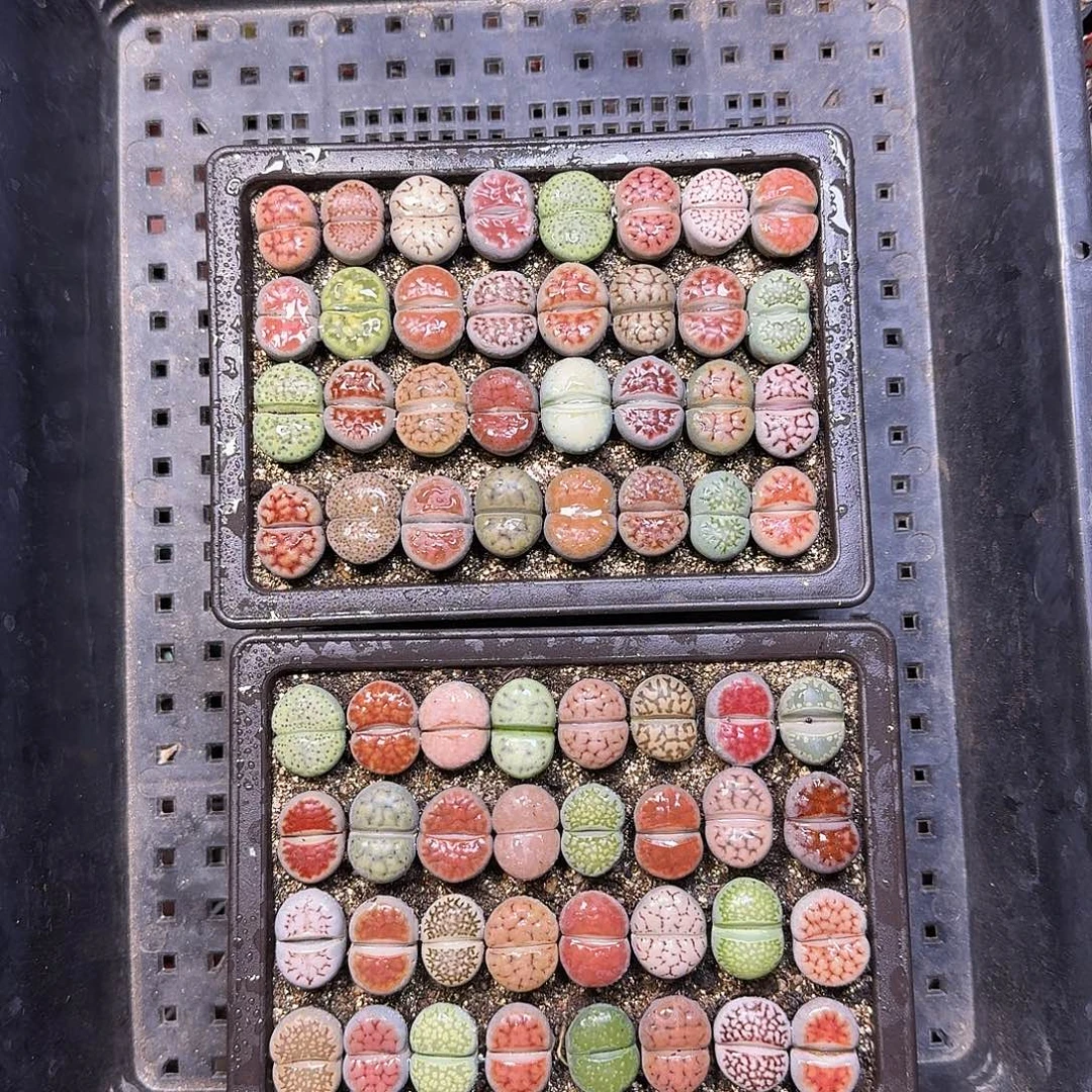 安***生石花111111。    168