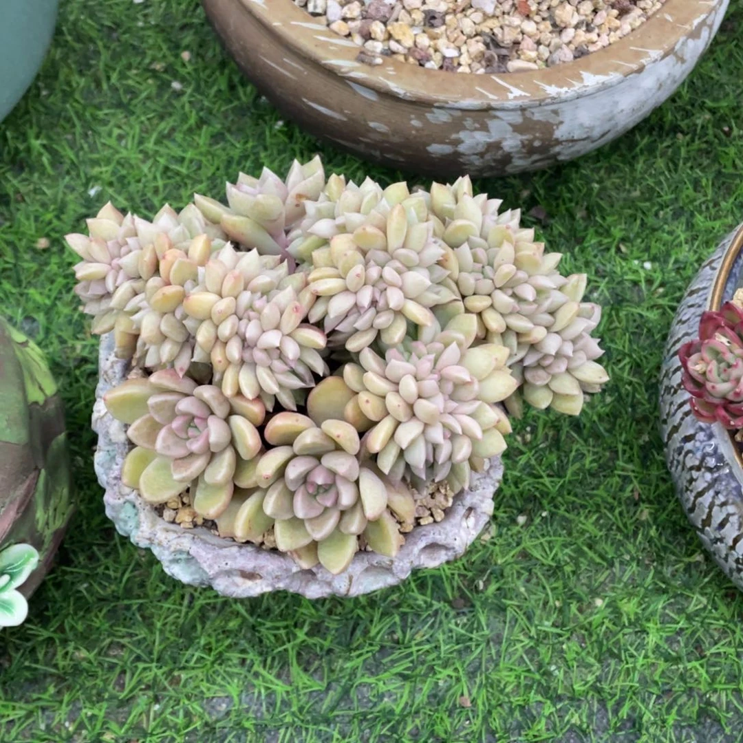 豆总多肉璀璨缀化