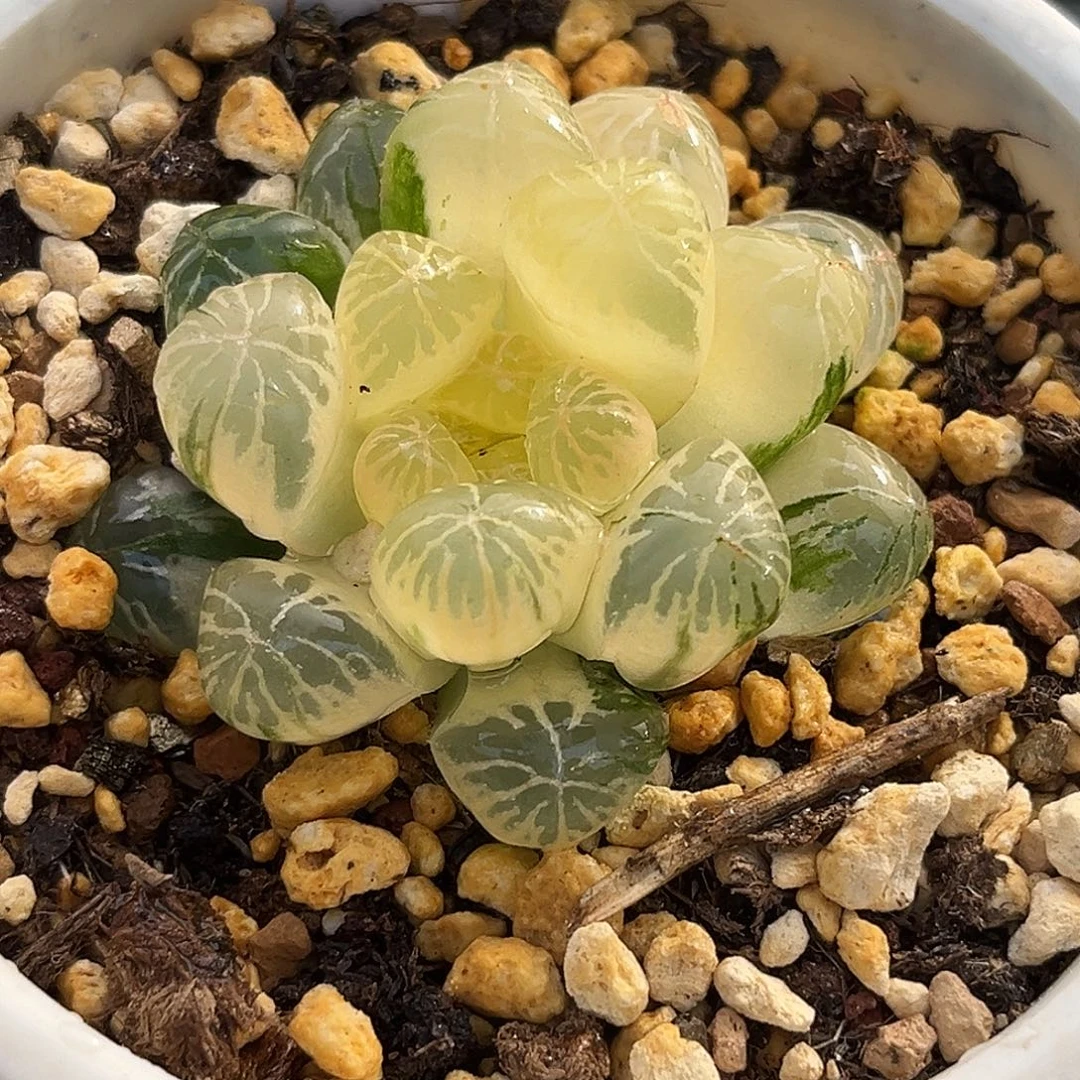 158塑料皮玉露锦福利