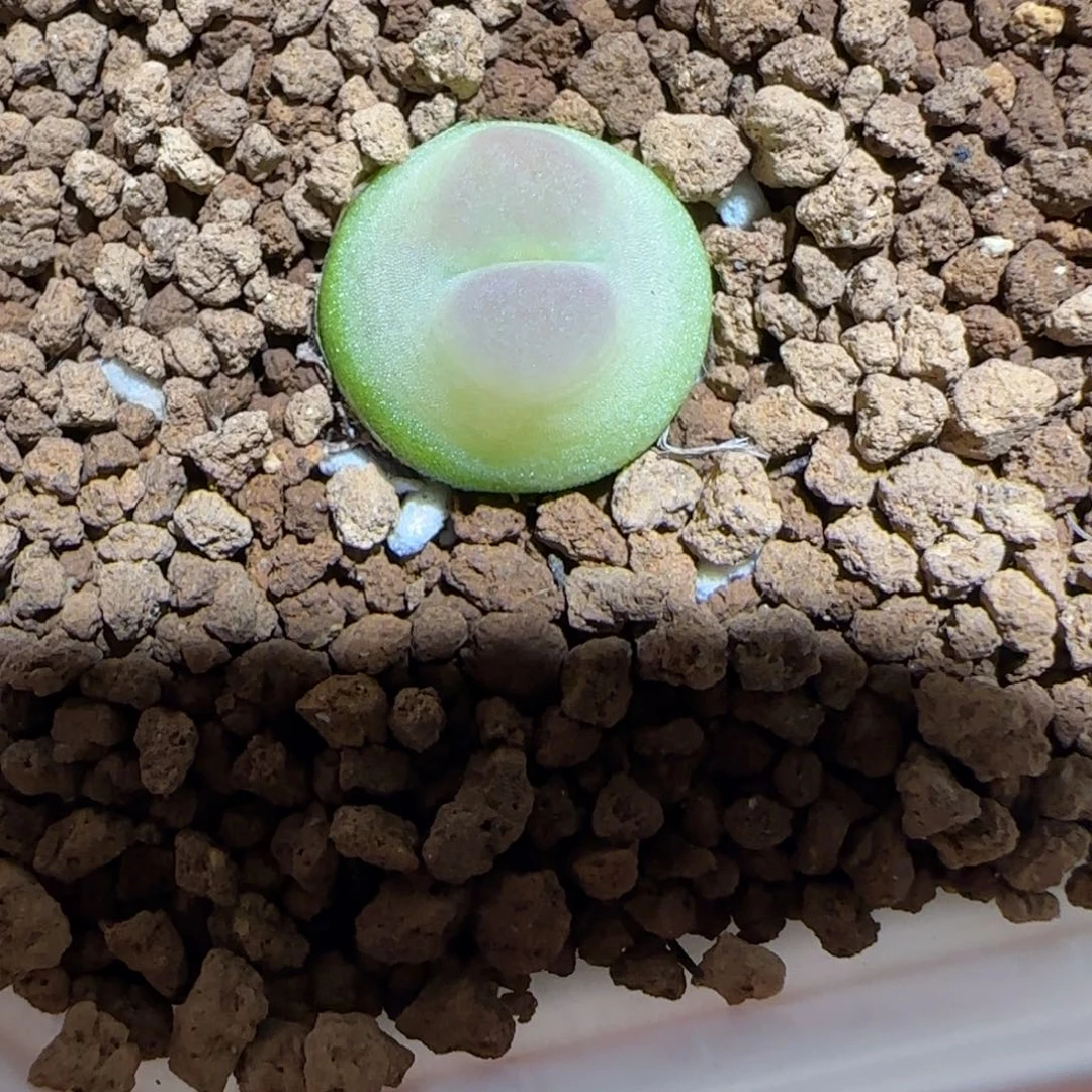 肉锥多肉植物组合-sh1200拉登302