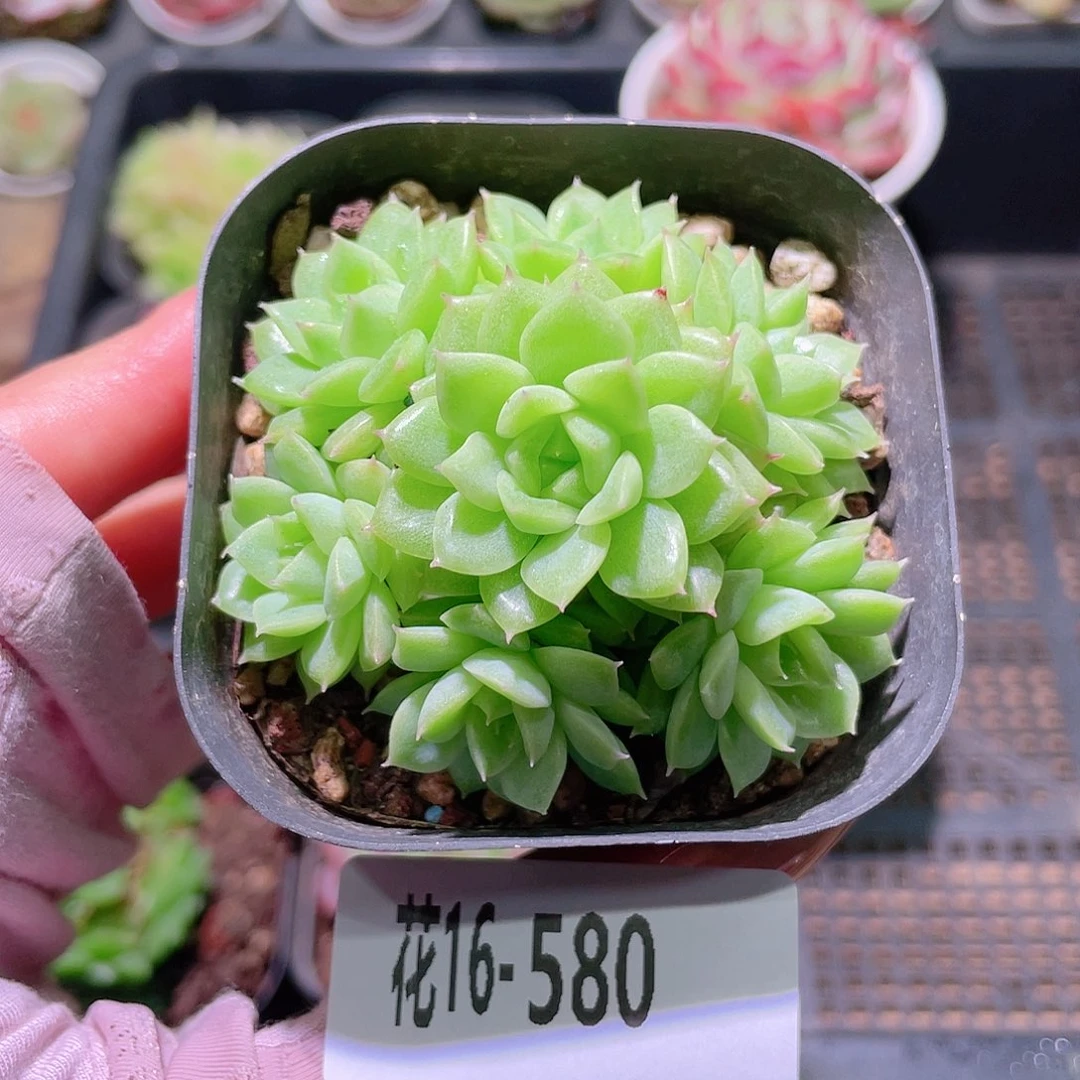花利美16-580麦秆群