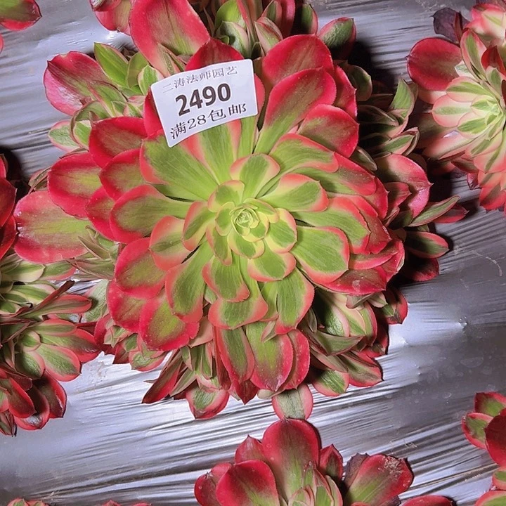 2490红女郎多肉植物2号