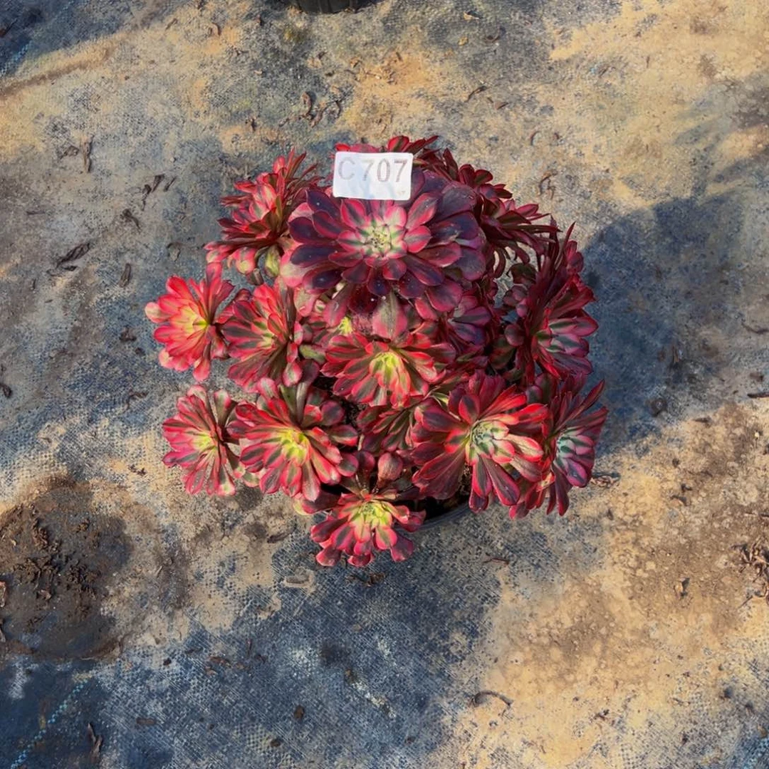 婉***秋无花朵红铜超白707