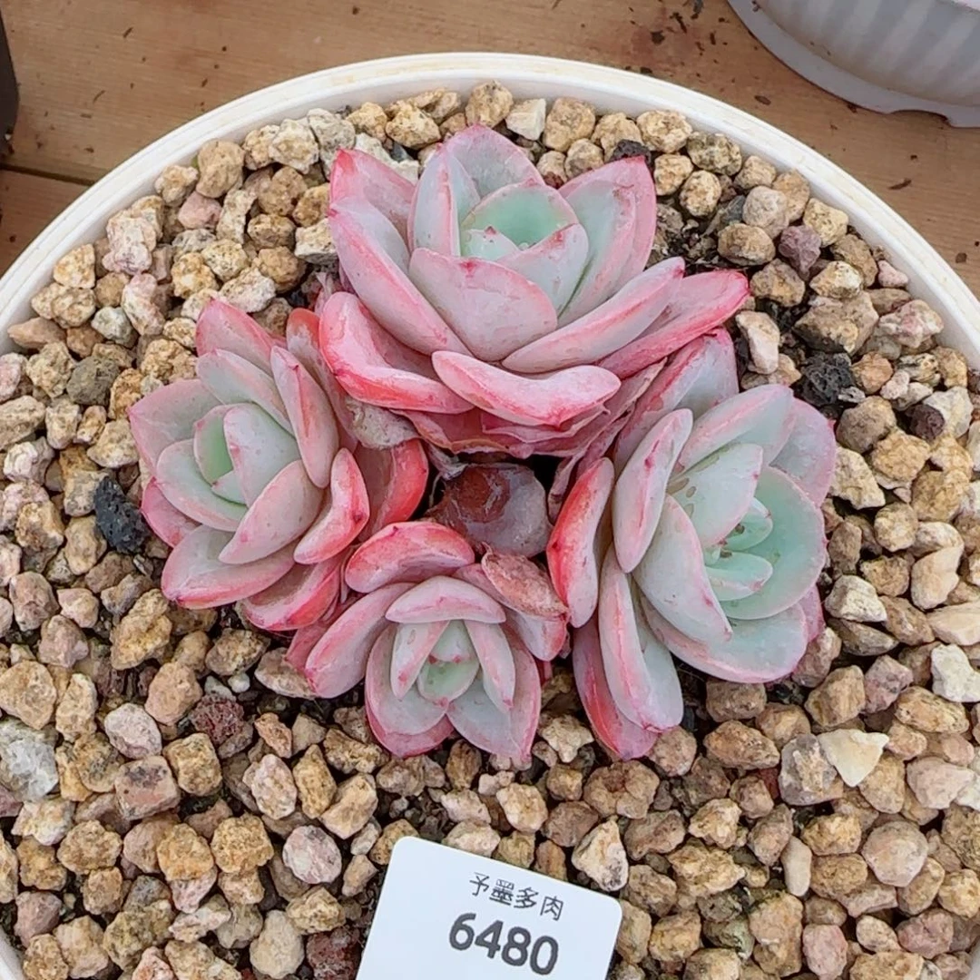 布鲁兰，6480多肉植物