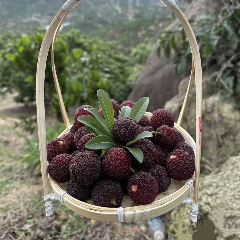 潮汕盈强金灶大乌杨梅软丝新鲜采摘两斤装起广东省内顺丰包邮