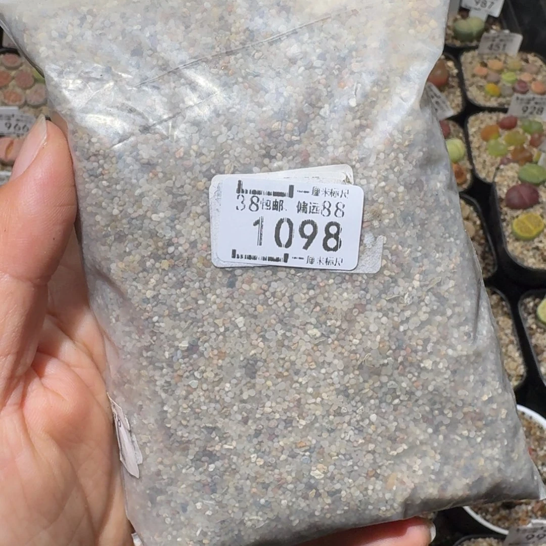 高品质生石花清清1098