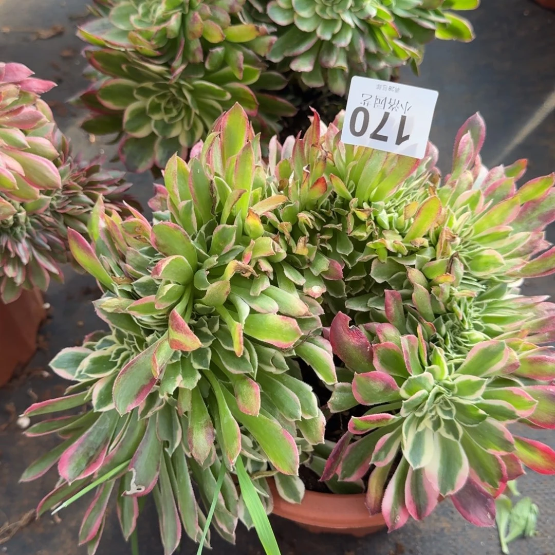 170白凤缀化多肉植物