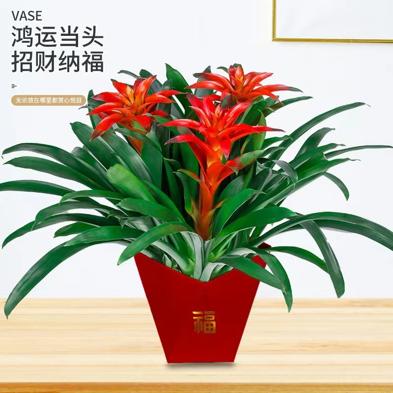 【3颗鸿运当头】盆栽水培大红星凤梨花带花绿植室内客厅大型办公室2
