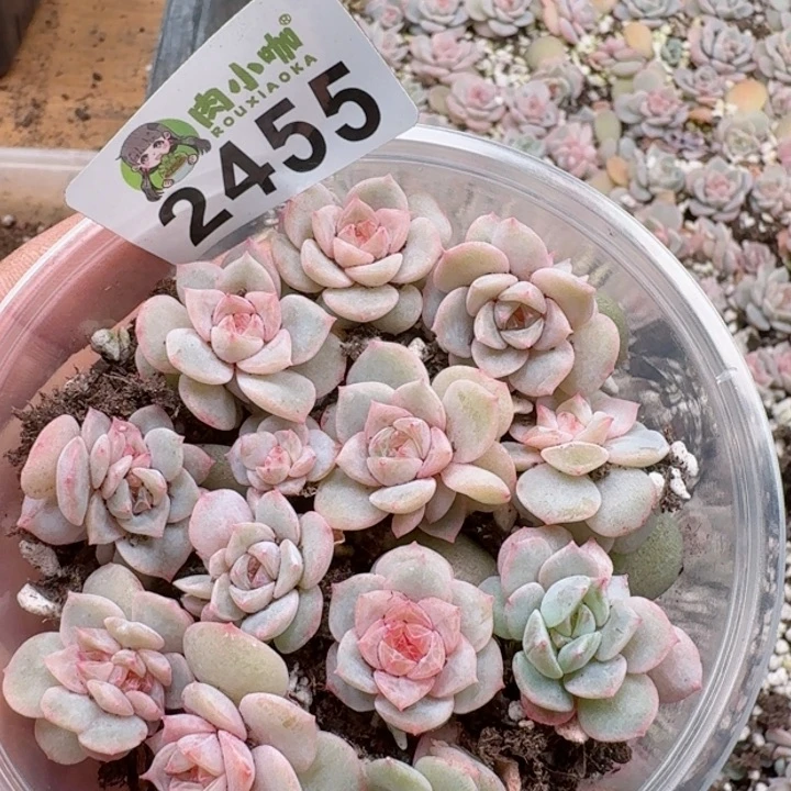 多肉植物多肉植物