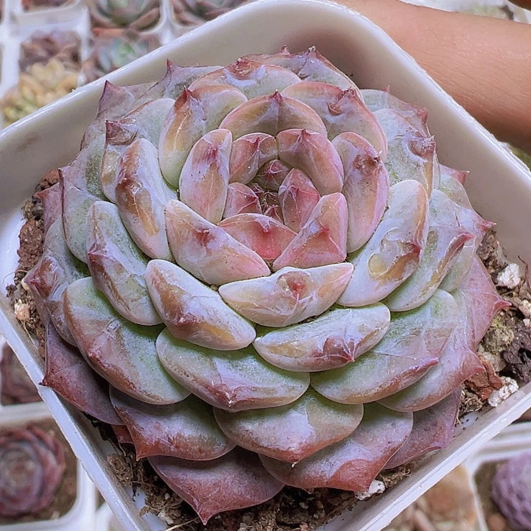 云塔19包邮多肉植物