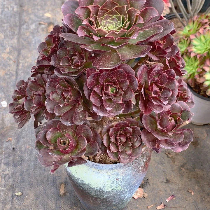 星***心658魅金玫瑰捧花朵朵