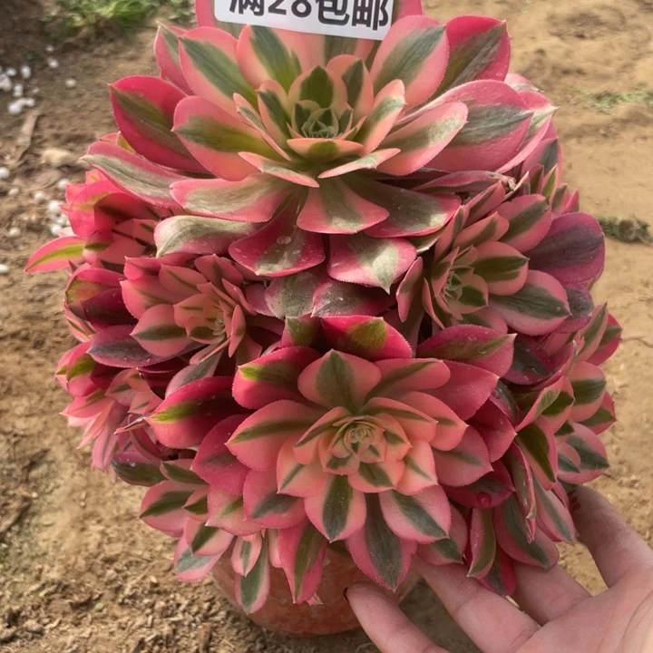 908一号棚女巫多肉植物A