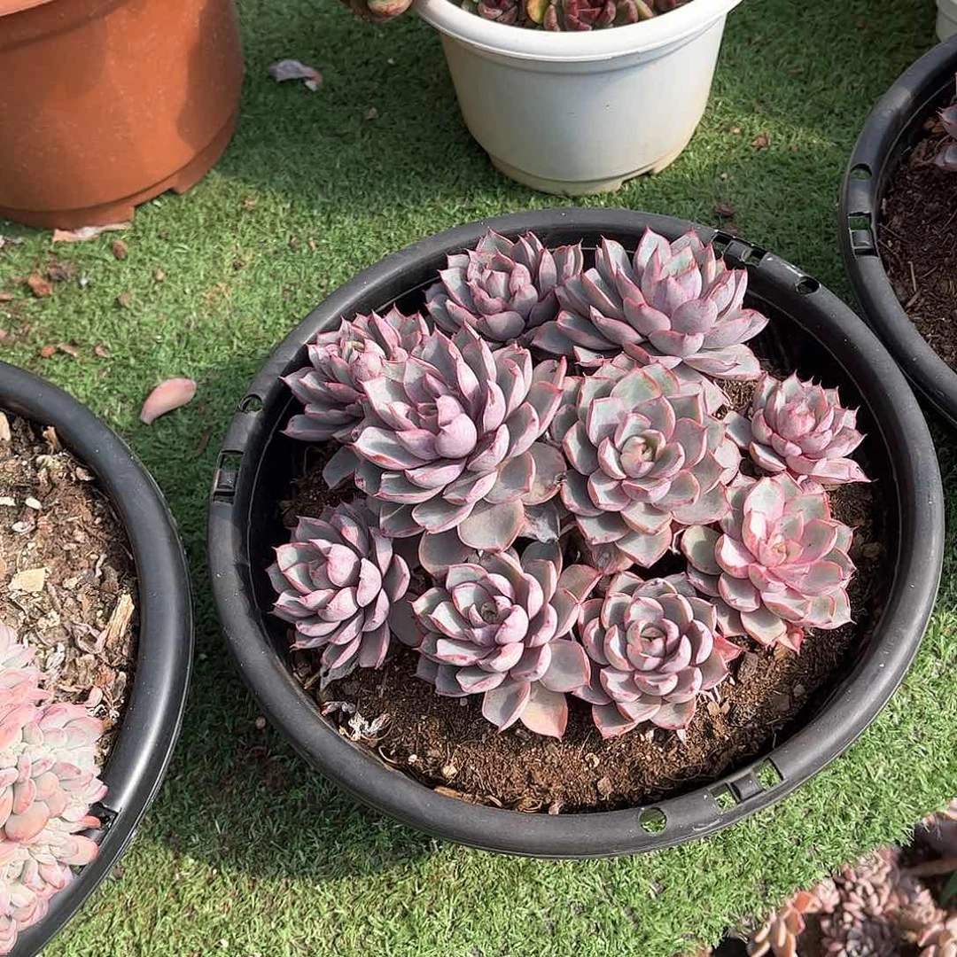 凝**芳赫拉玫瑰多肉植物保护42