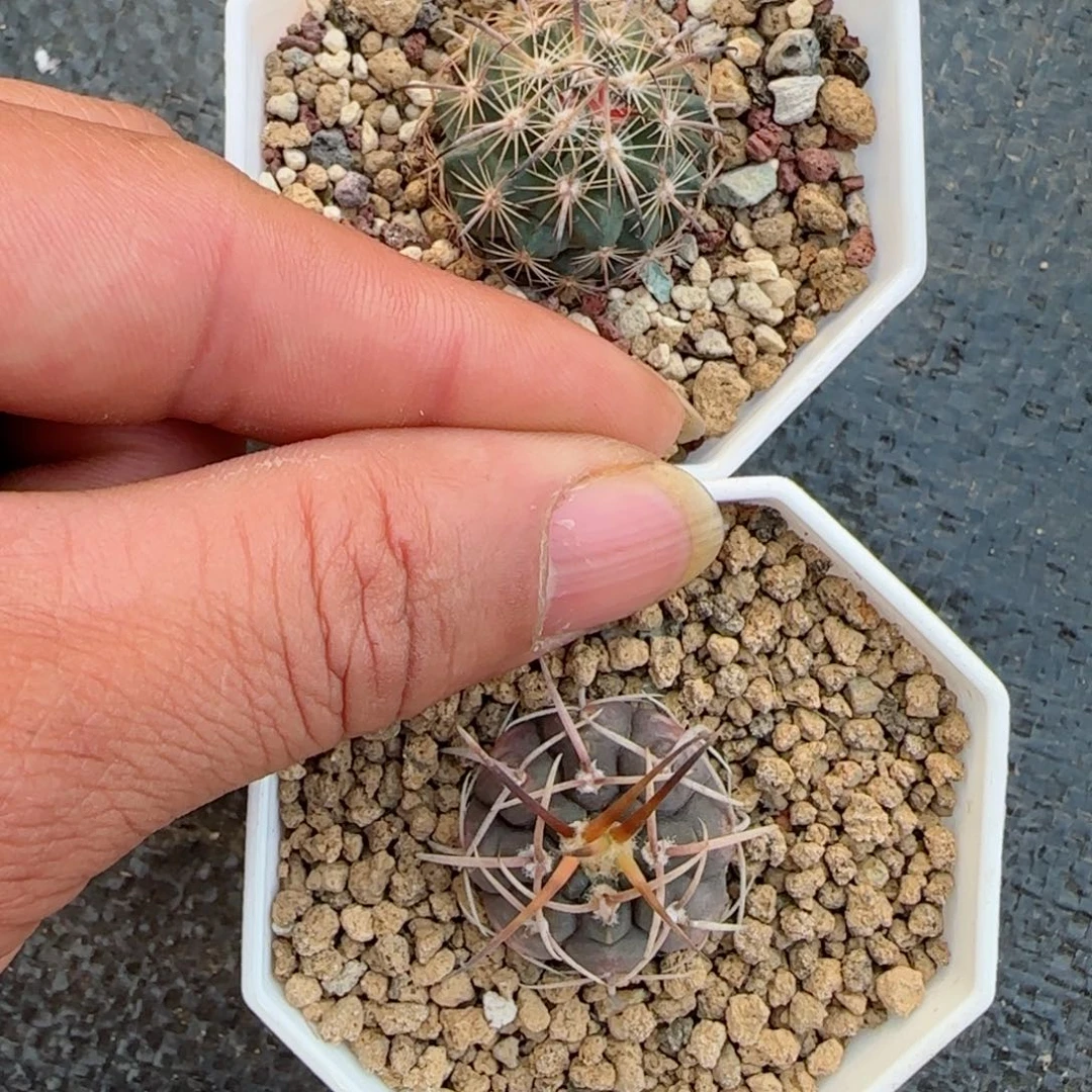 满30包邮仙人球00