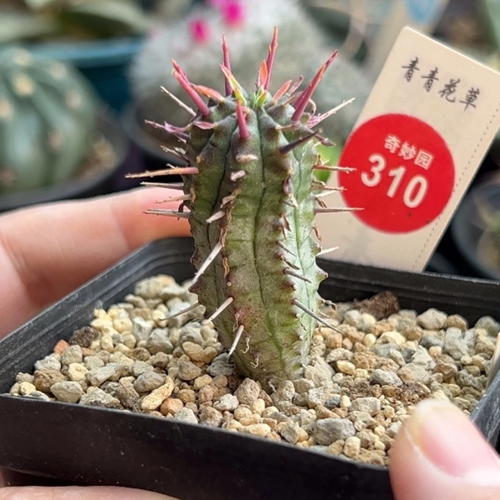 实生猛刺大戟一棵仙人球