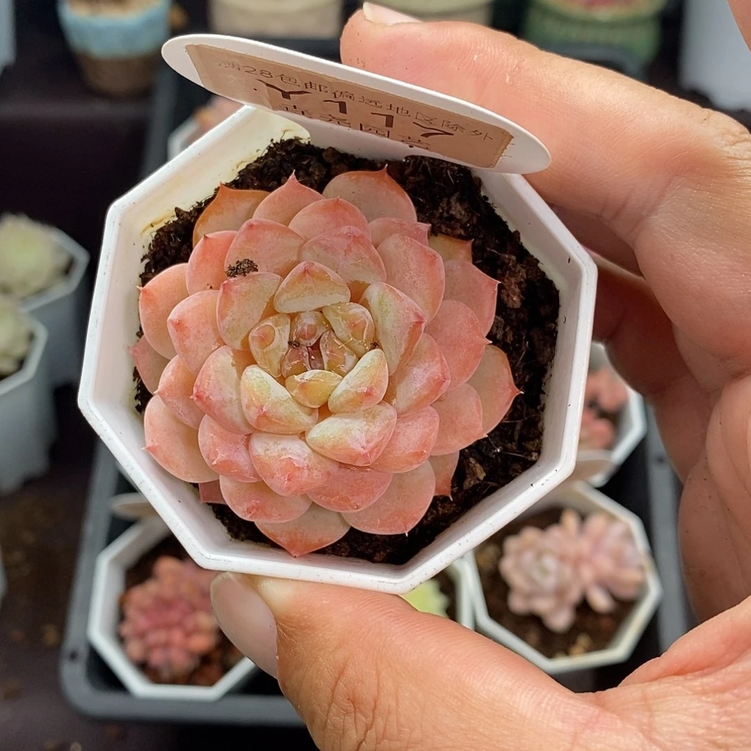 0117 冰葡萄 5cm