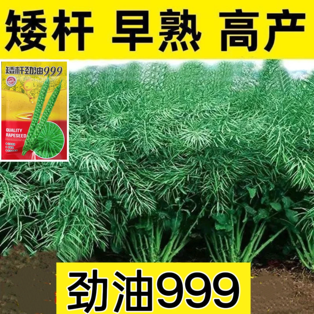 矮杆劲油999高产大粒矮杆早熟油菜种子抗病矮杆劲油999油菜种子