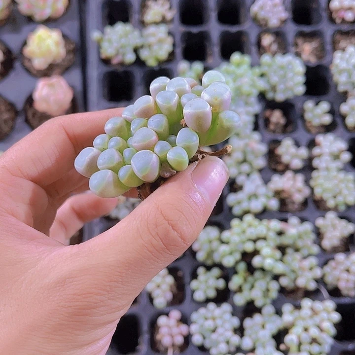 精品五十玲玉植物