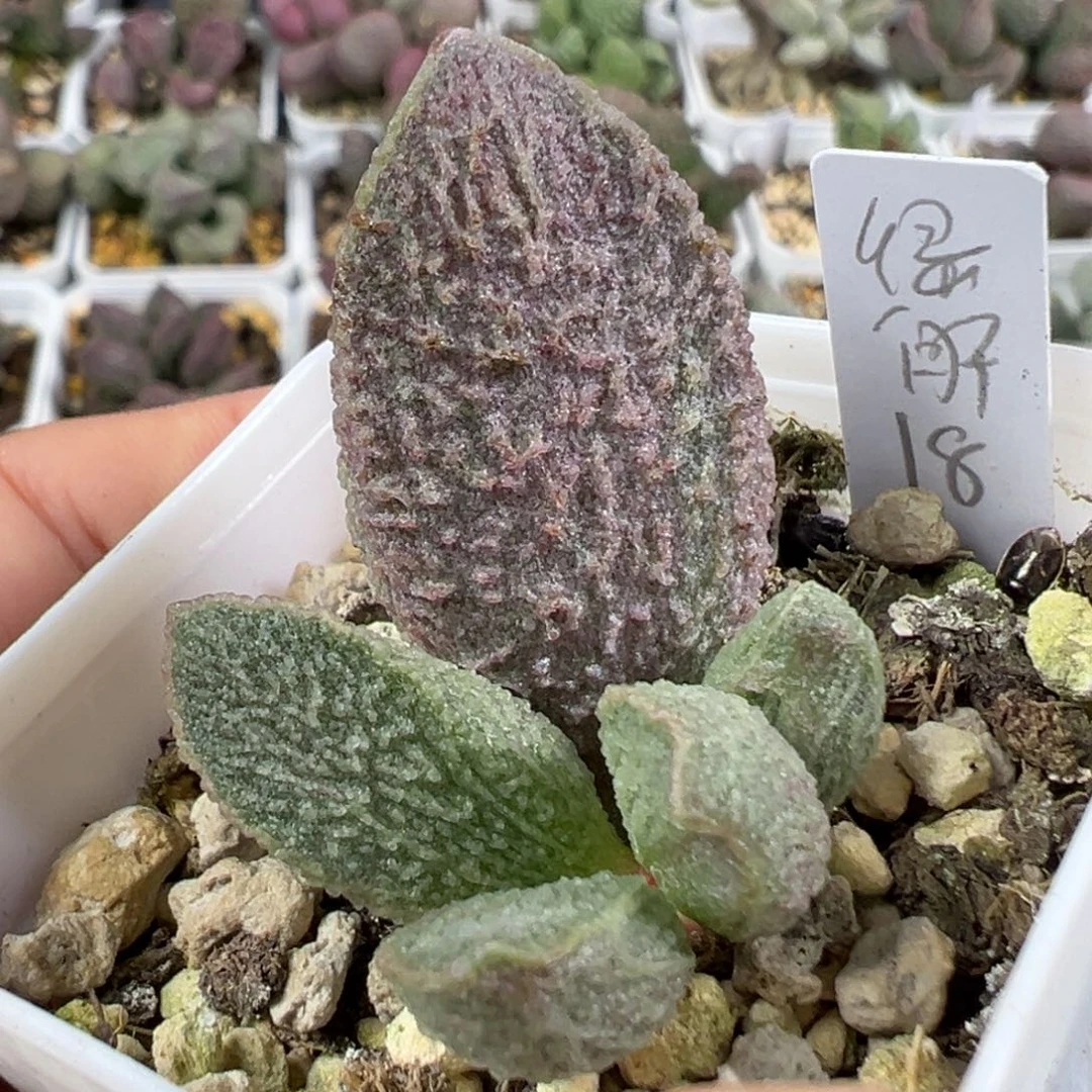 w绿猪肝多肉植物水泡