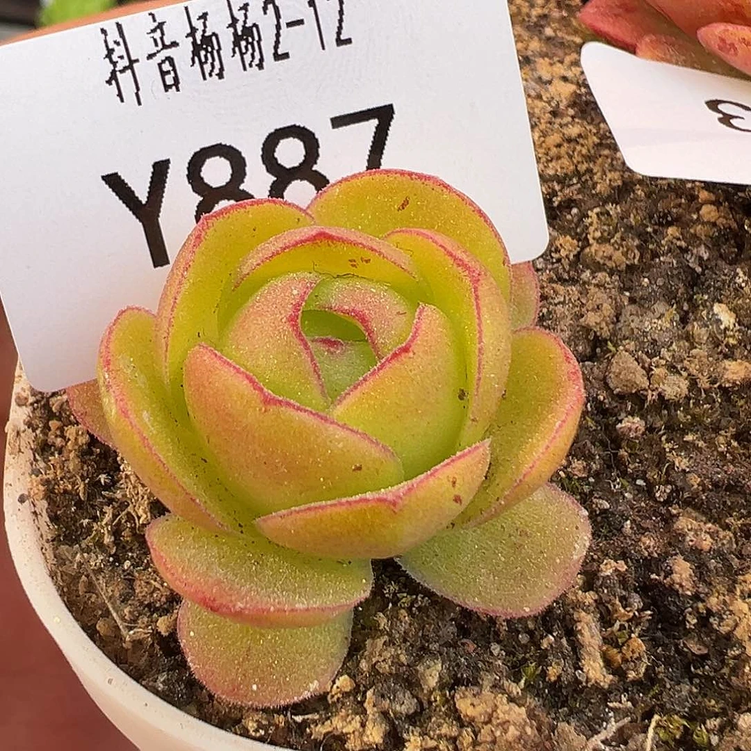 向**花杨887 不知名优育