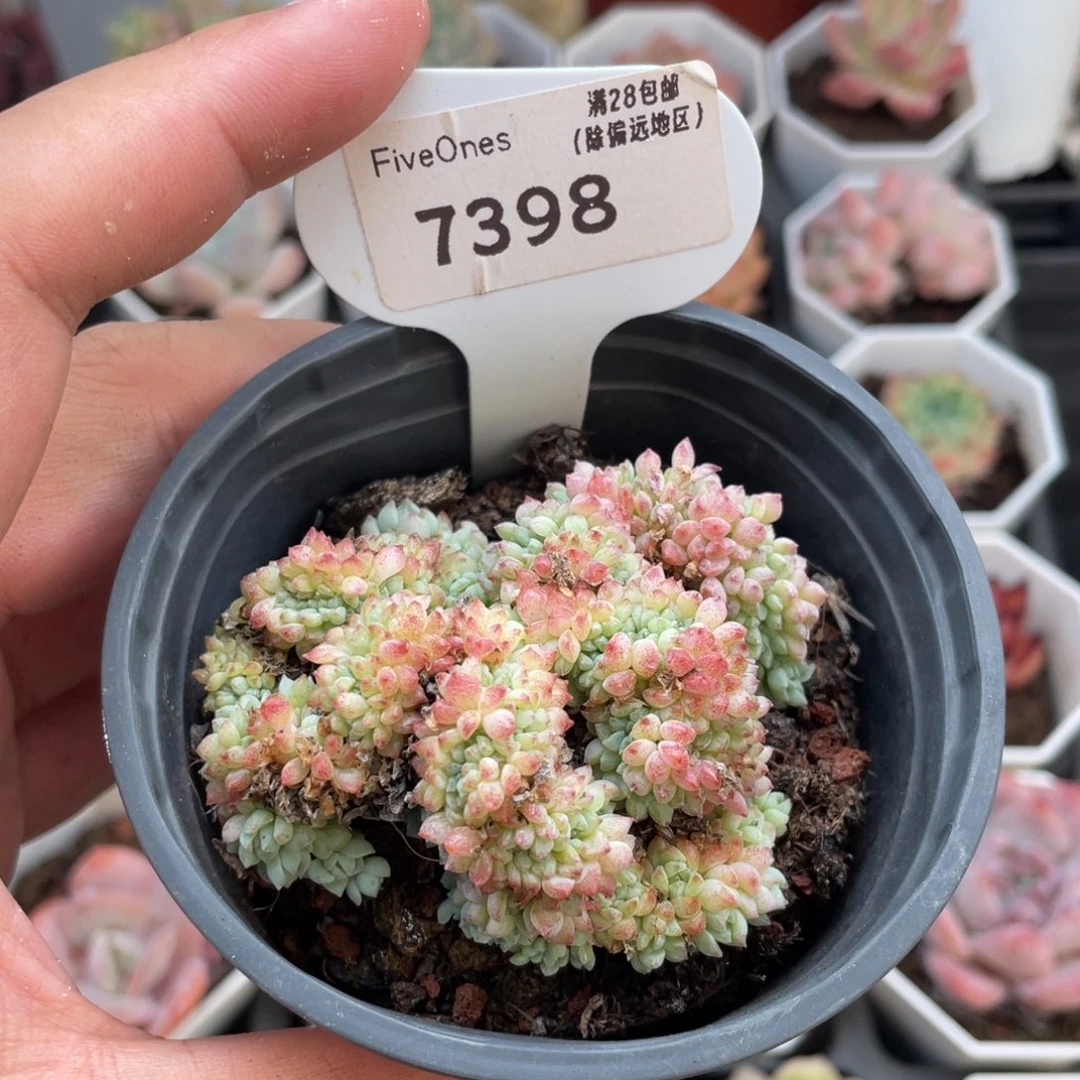 小粉莓缀7398-6.5厘米