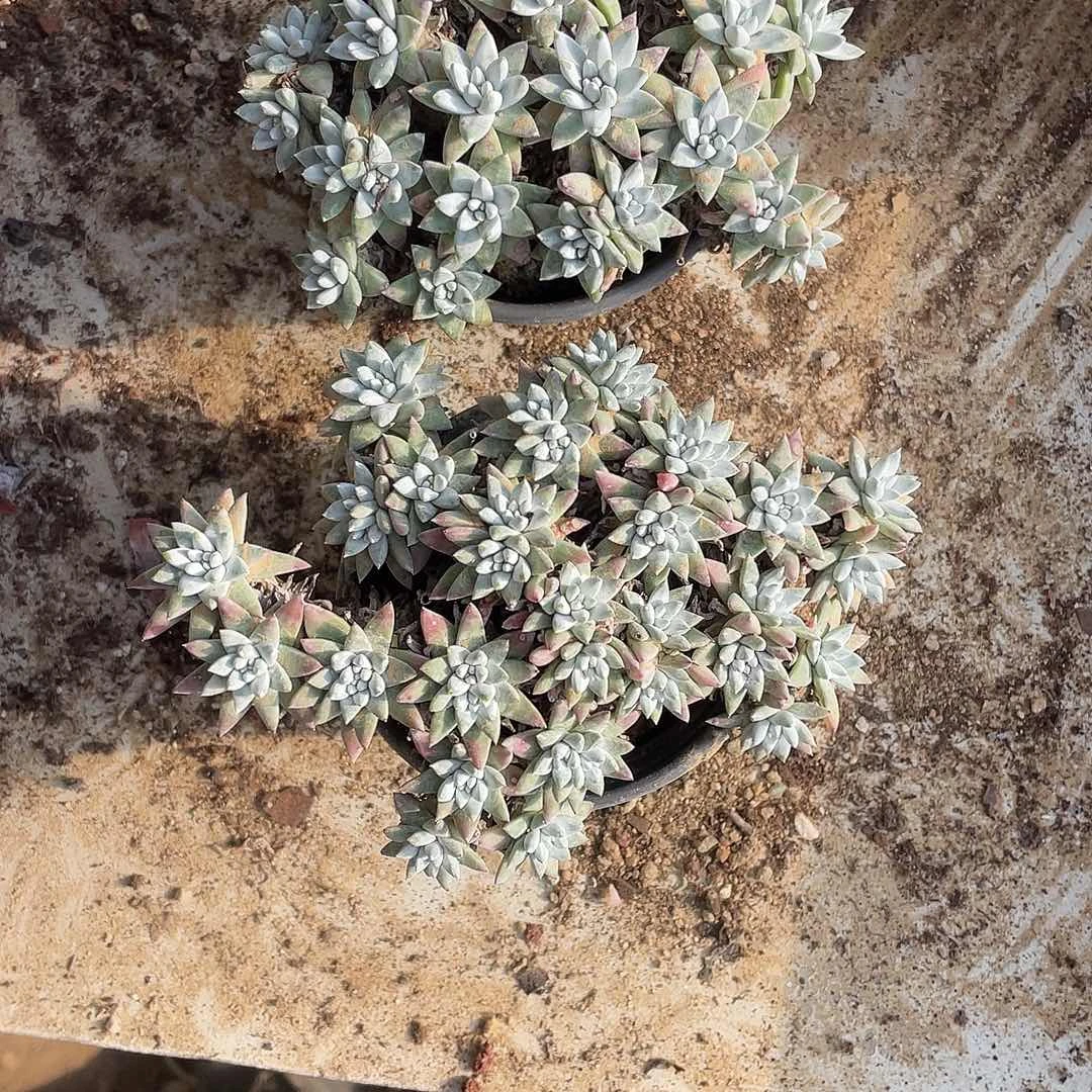 M***o90盆白菊两颗一物一拍