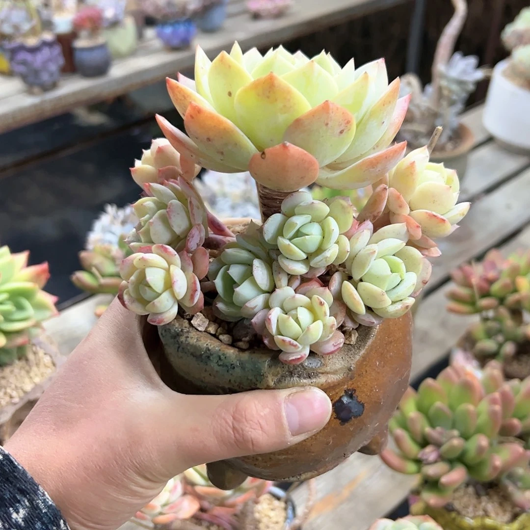 恋曲18 零零多肉植物