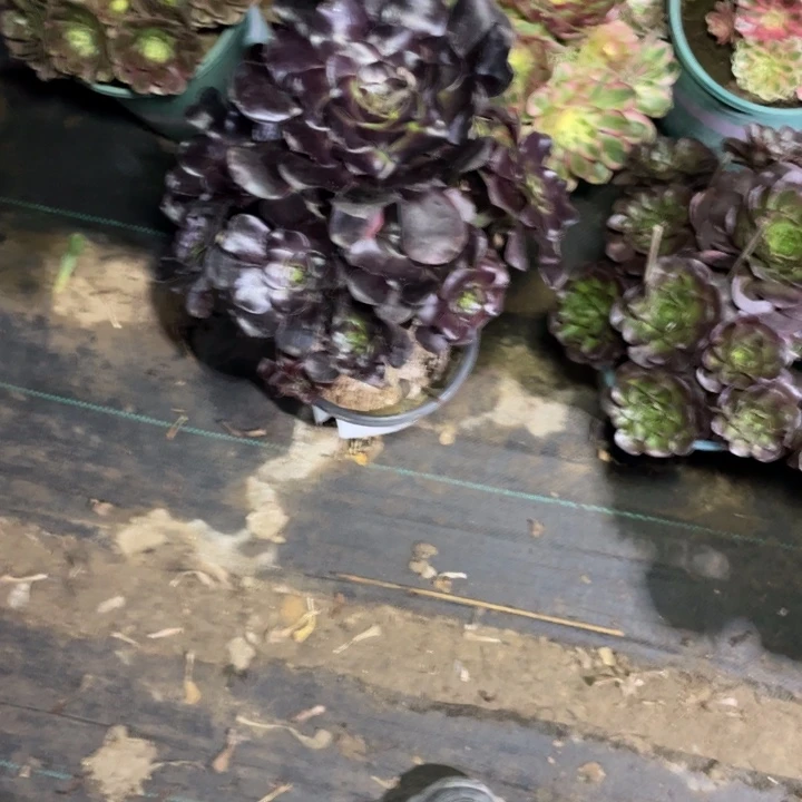 57巫毒多肉植物多肉多肉