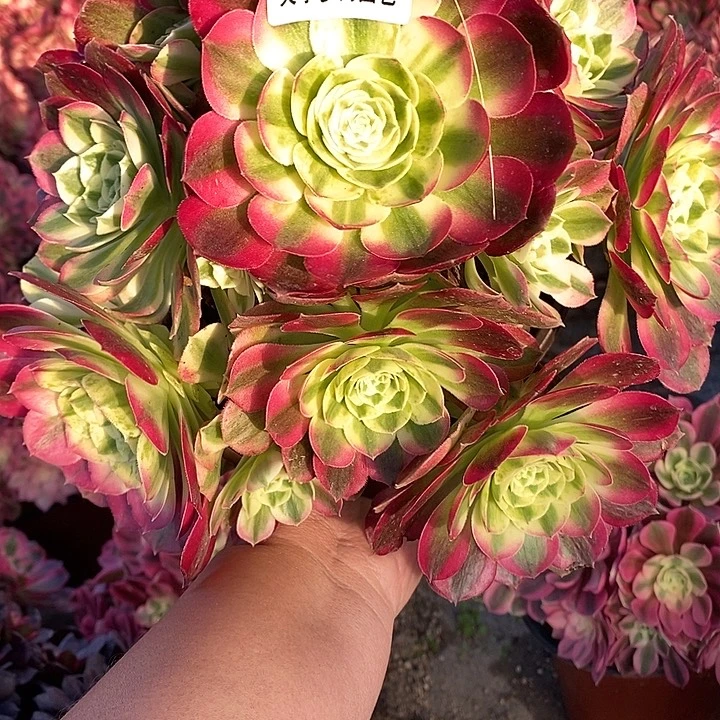 多肉植物倾城绿体141多肉