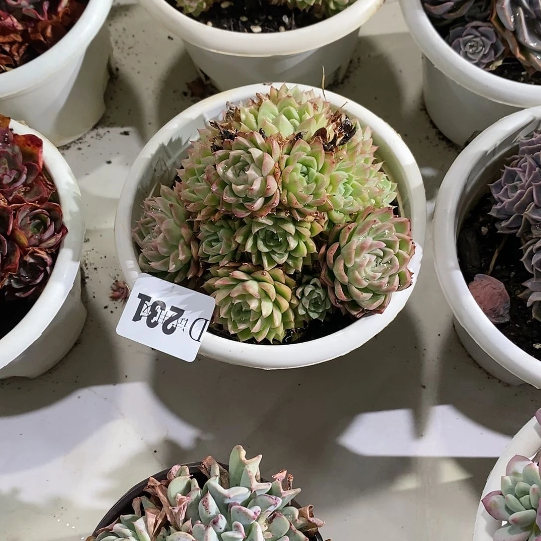 〇***〇231麦秆女王多肉植物