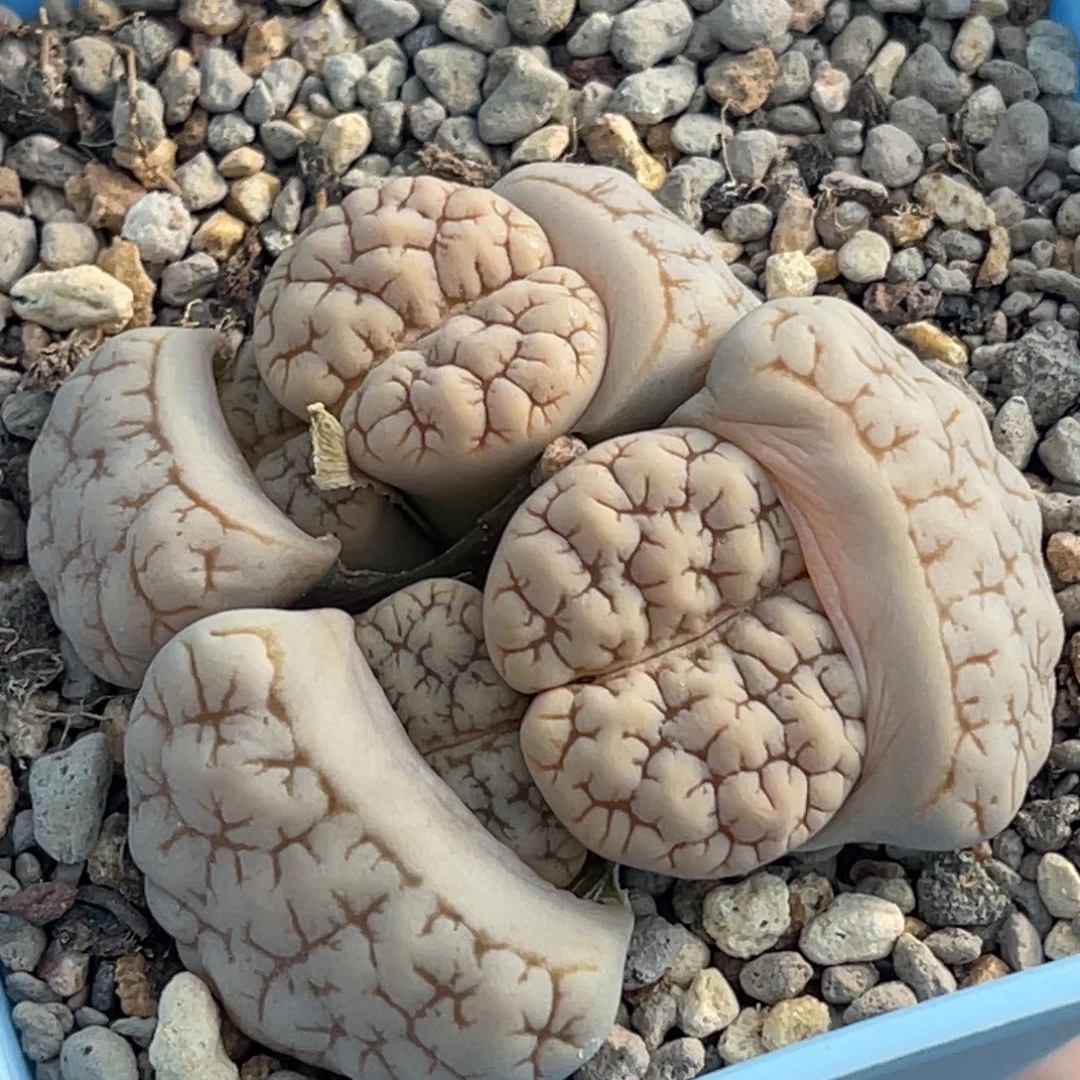 6938四头脑纹189群一颗