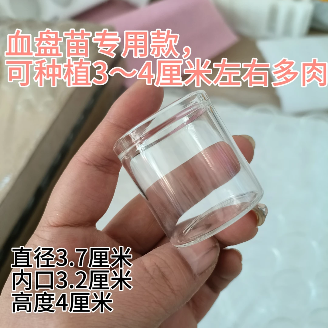 爆款小红书迷你多肉玻璃花盆水培园艺高透明器皿叶插微型容器网红