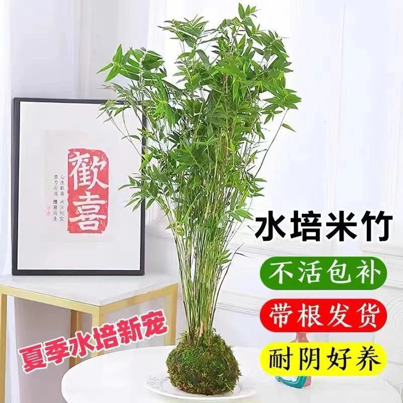 苔藓球好养活办公室茶桌展厅净化空气防辐射植物美观吸甲醛