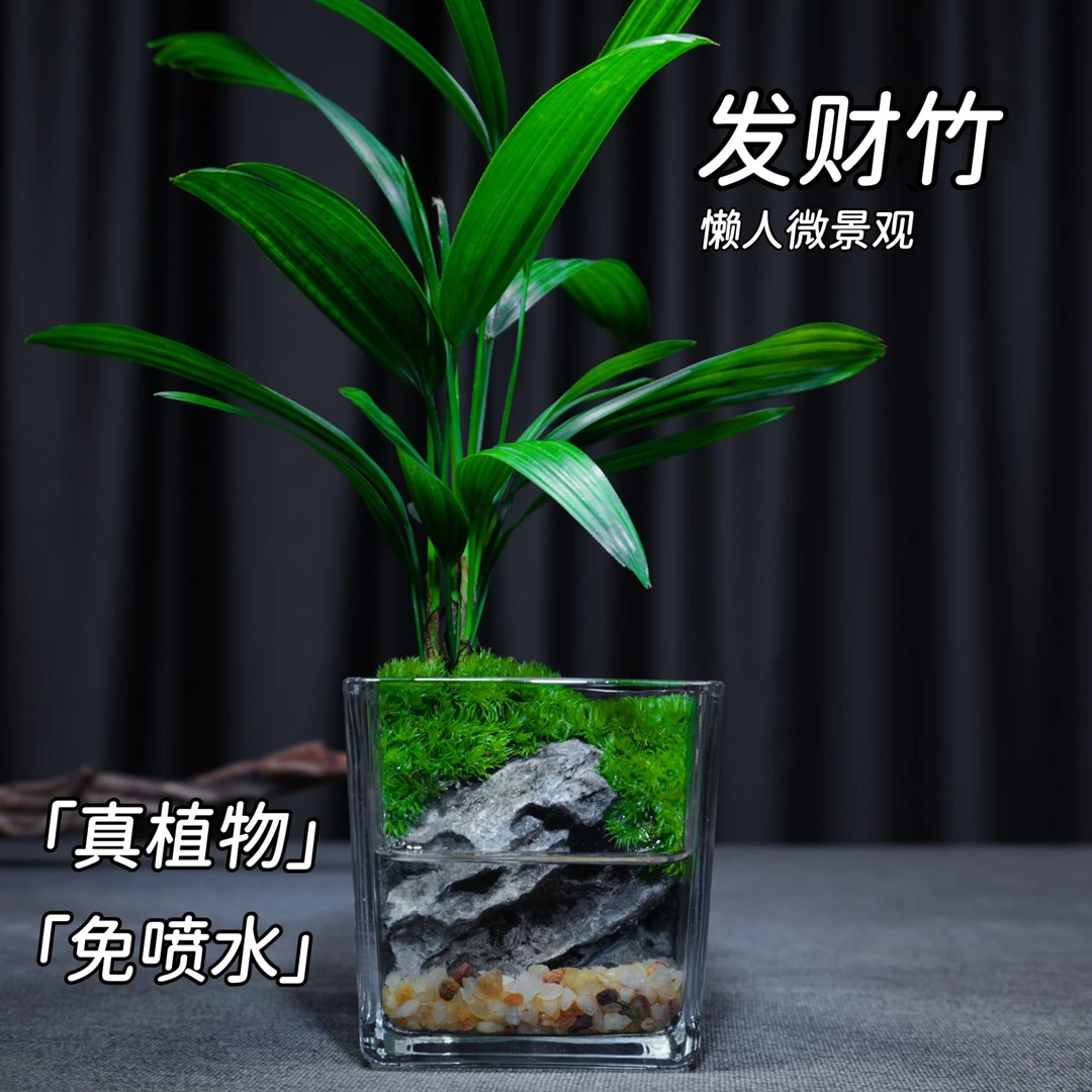 【发财竹】新款创意桌面绿植造景苔藓微景观办公室成品摆件四季常青