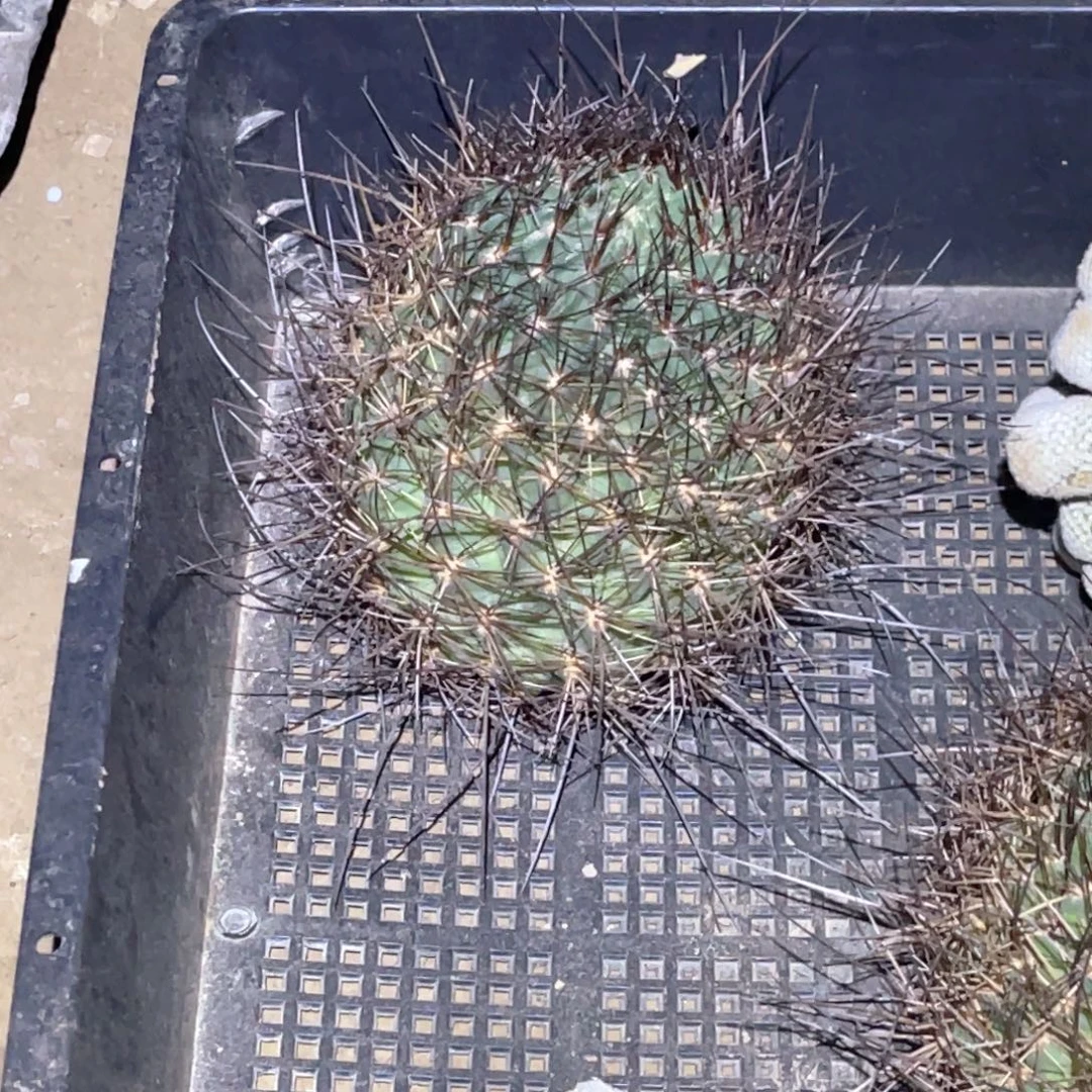 小***贝橙花黑喉 无木心 嫁接 无根