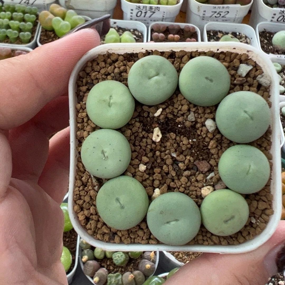 746红嘴p嘴裸根发货