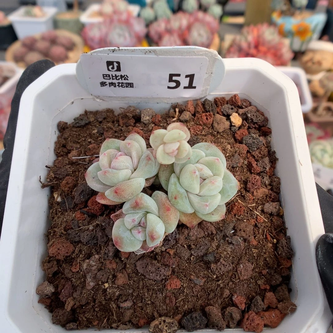 雪*花51 糖心冰玉多肉