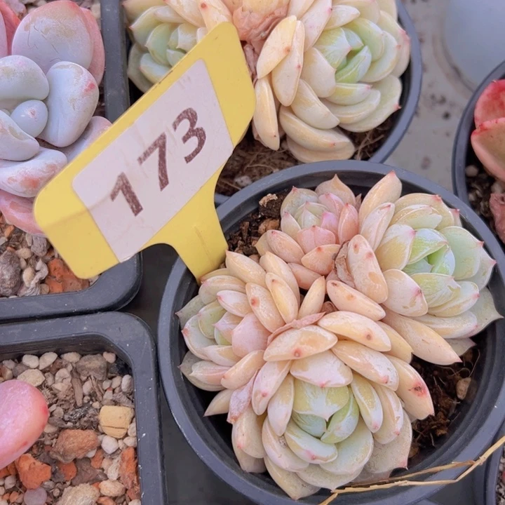 健健康康平平安安