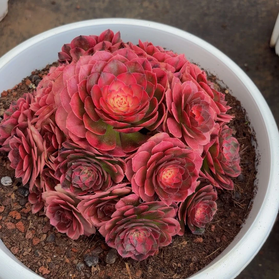 虹***妹荔枝多肉植物一颗