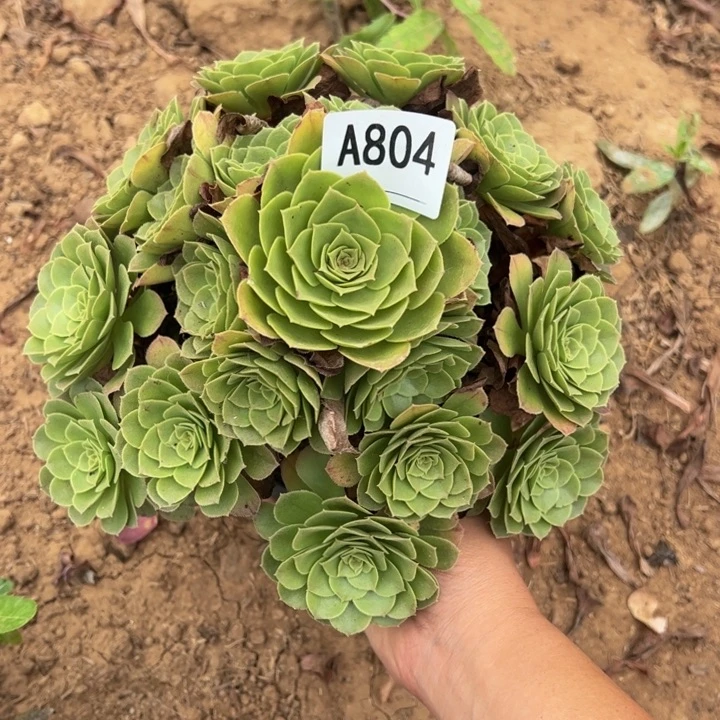 万圣夜多肉植物804.