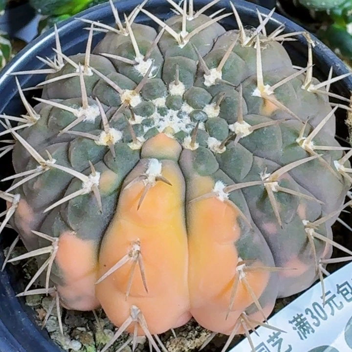 无花朵福利自根刺球锦628