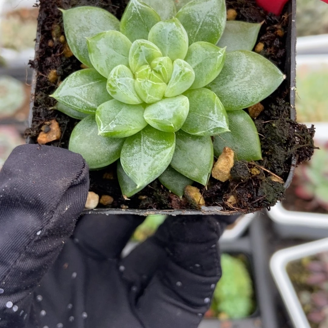 839钻石珍妮多肉植物