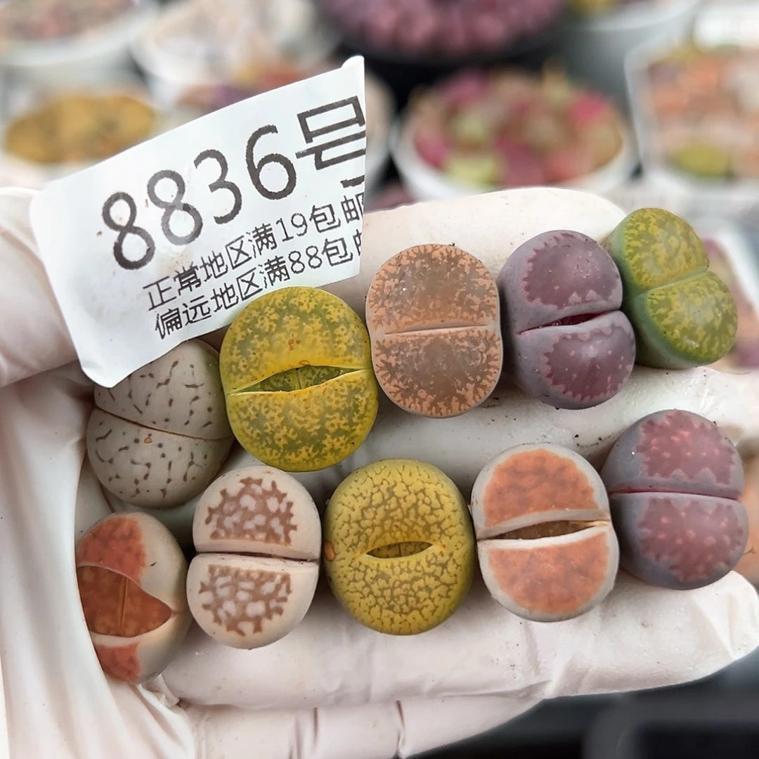 好养易活生石花大母本8836