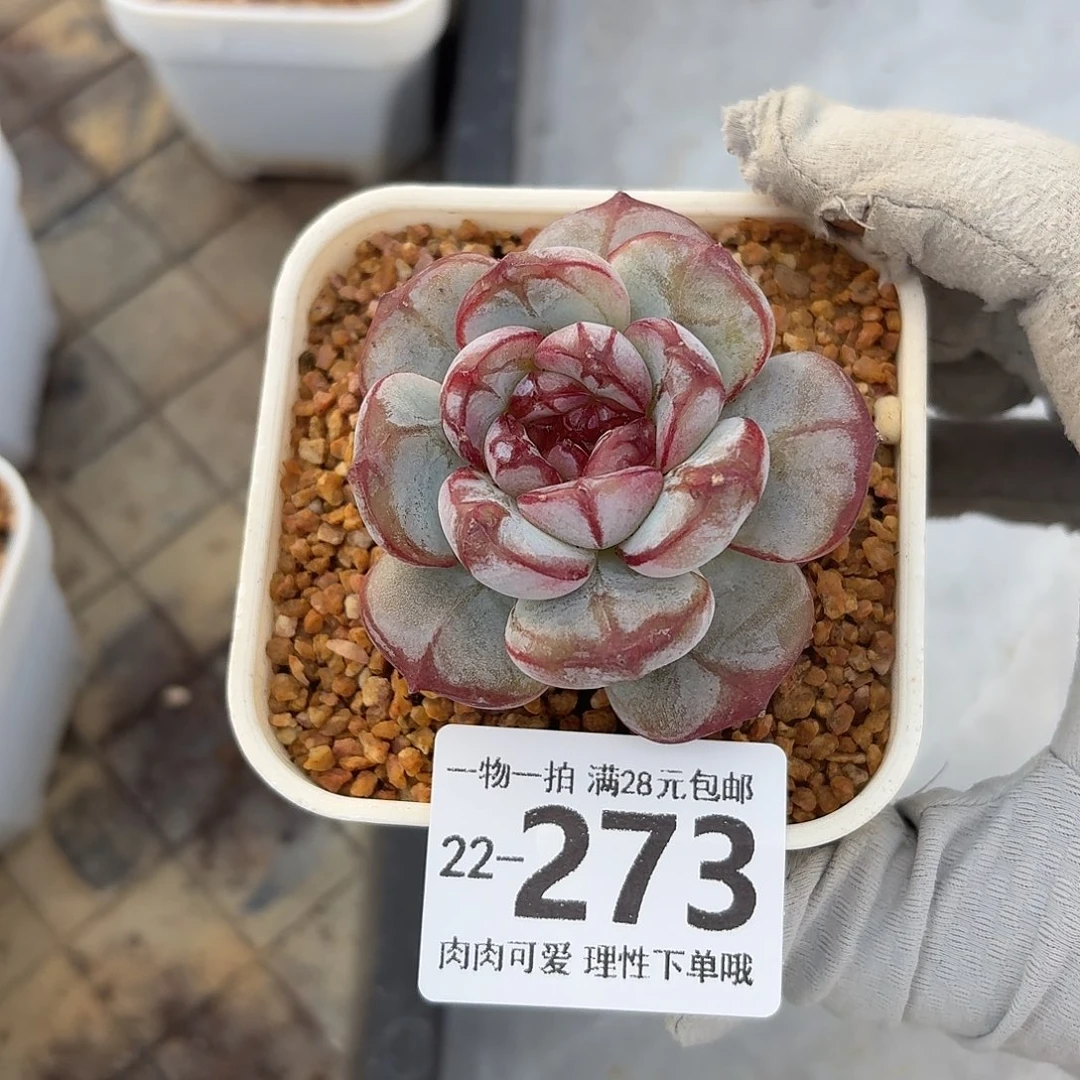 猩红之月无盆土发货无盆