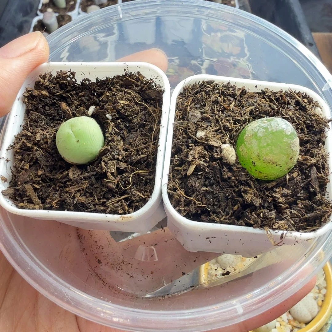 美***安多肉葡萄的季节性好208